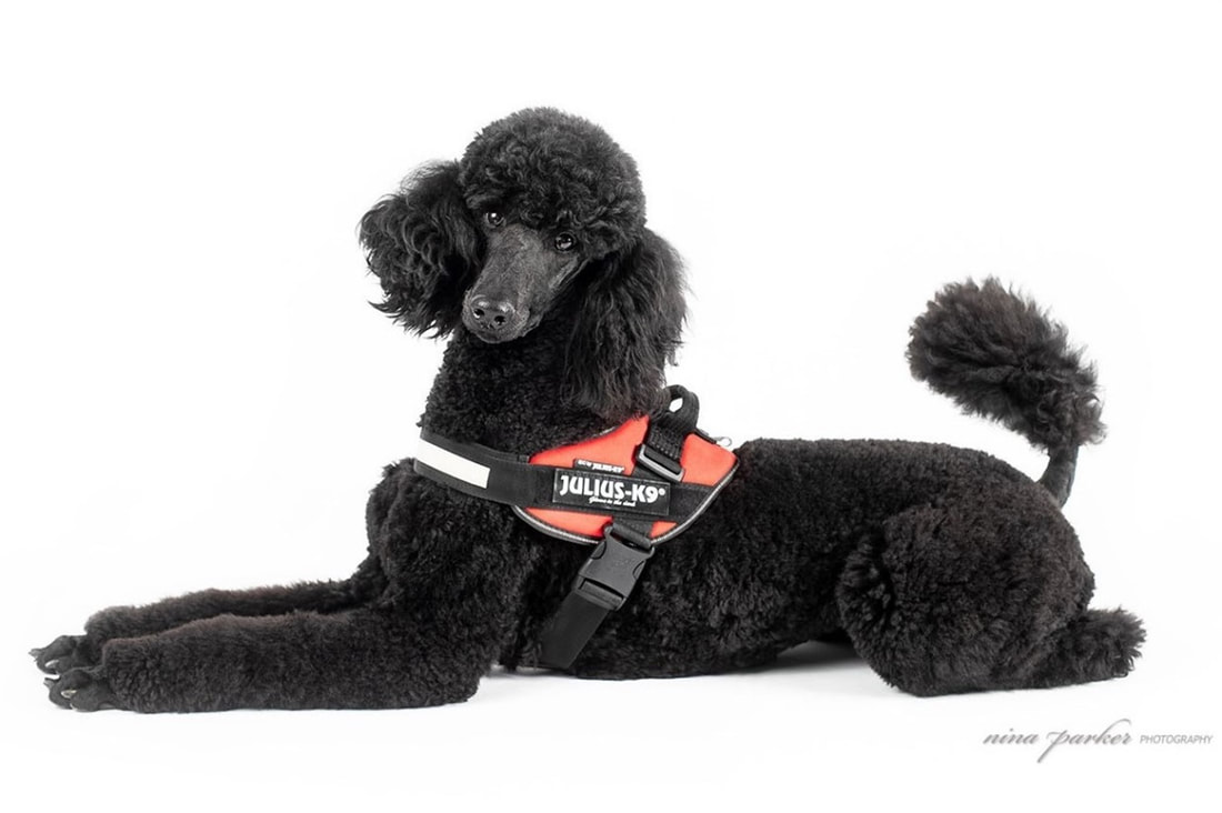 black, poodle-like dog wearing orange K-9 vest